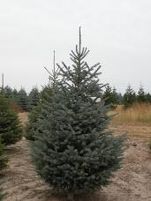 Engelmann Spruce